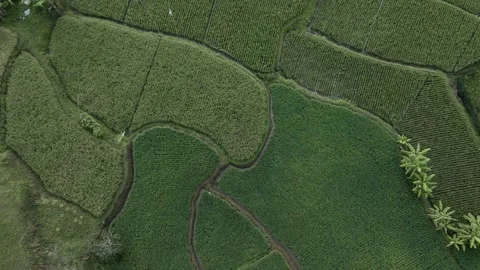 Aerial view of rice field Stock Footage 291595658