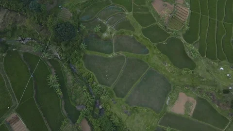 Aerial view of rice field Stock Footage 291601361