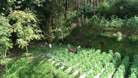 Aerial View of Rice Field on Mountain Hill Stock Footage 144232453