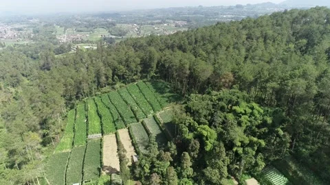 Aerial View of Rice Field on Mountain Hill Stock Footage