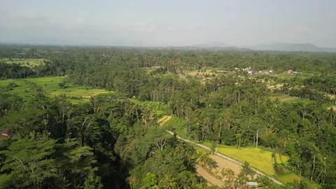 Aerial view of rice field surrounded by forest in Gianyar, Bali, Indonesia. Vídeos de archivo 290868849
