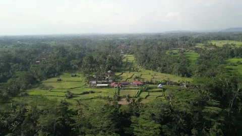 Aerial view of rice field surrounded by forest in Gianyar, Bali, Indonesia. Video stock 290869636