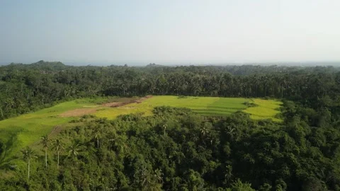 Aerial view of rice field surrounded by forest in Gianyar, Bali, Indonesia. Video stock 290870150