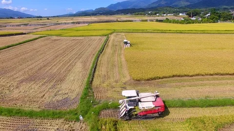 Aerial view of rice field .Taiwan. Stock Footage