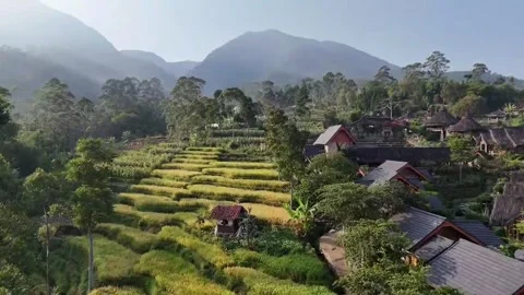 Aerial view Rice field Terraces Stock Footage 296581153