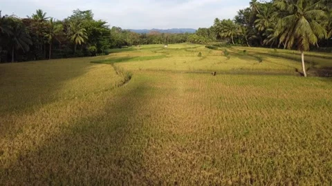 Aerial View of Rice Fields in the Afternoon, Indonesia Stock Footage 244748451