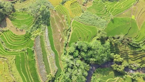 Aerial view rice fields, agricultural land with sown green in countryside Stock Footage 237432050