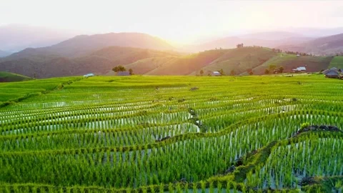 Aerial view rice fields, agricultural land with sown green in countryside. Stock Footage 256724809