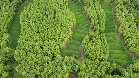 Aerial View of Rice Fields Among the Trees 4K Video stock 148316190