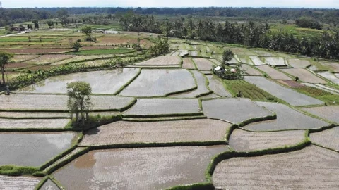 Aerial view of rice fields and palms 스톡 동영상 147538363
