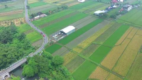 Aerial view of rice fields and bridge connecting vehicles Stock Footage 148435234
