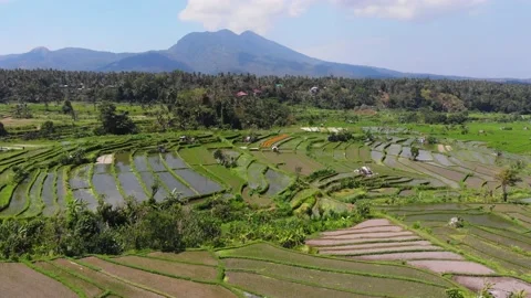 Aerial view on rice fields and volcano on Bali 스톡 동영상 150050618