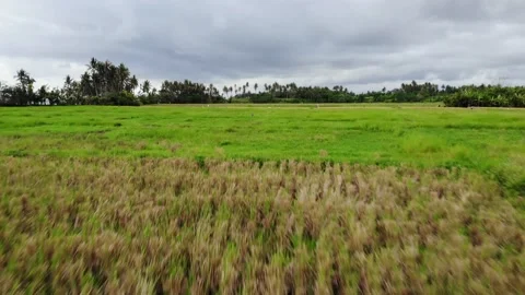 Aerial View With Rice Fields and Palm Trees on a Gloomy Day in Bali, Indonesia Stock Footage 152866003
