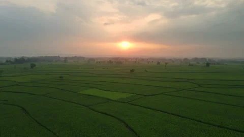Aerial view of rice fields and sunrise on a cloudy day Stock Footage 194746099