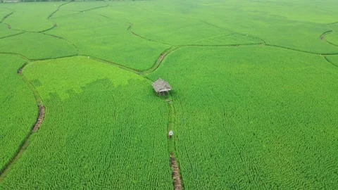 Aerial view of rice fields and farmers walking in the morning Stock Footage 194746134