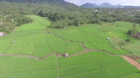 Aerial view of rice fields and forests in Kalimantan Stock-Footage 240077070