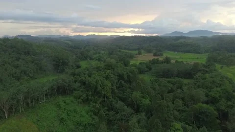 Aerial view of rice fields and forests in Kalimantan Stock Footage 240079145