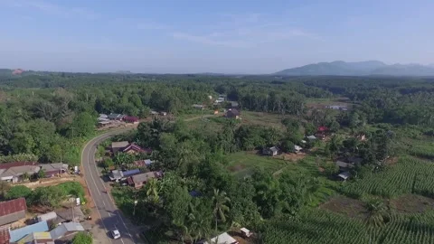 Aerial view of rice fields and forests in Kalimantan Stock Footage 240083549