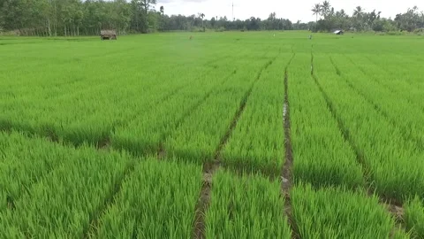 Aerial view of rice fields and forests in Kalimantan Stock Footage 240084721