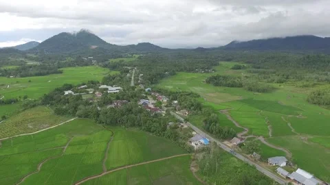 Aerial view of rice fields and forests in Kalimantan Stock Footage 240088993