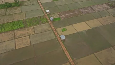 Aerial view of rice fields and palm trees, Indonesia. Stock Footage 275916485