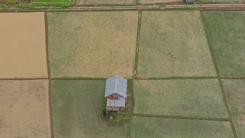 Aerial view of rice fields and palm trees, Indonesia. Stock Footage 275916495