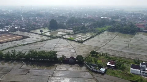 Aerial view of rice fields and houses Stock Footage 279179726