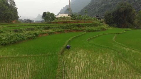 Aerial view of rice fields and farmers, Vietnam. Stock Footage 284830687