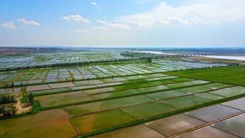 Aerial view of rice fields and rivers in spring 스톡 동영상 293938584