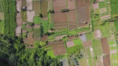 Aerial view of rice fields and lush greenery in Bali, Indonesia Video stock 304835967