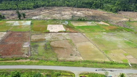 Aerial View of Rice Fields and Farmland Near Deforestation Area Stock Footage 318177663