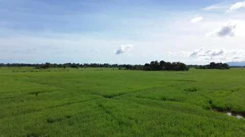 Aerial View of Rice Fields and Tropical Farmland with Palm Trees and Mountain Stock Footage 329290469