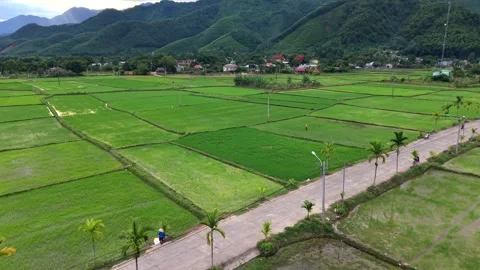 Aerial View of Rice Fields and Rural Road in Vietnam Stock Footage 336610510