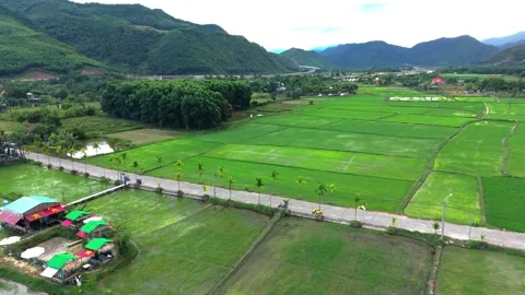 Aerial View of Rice Fields and Mountain Valley in Vietnam Stock Footage 336610517