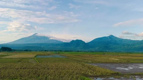 Aerial view of rice fields and mountains in Indonesia. Stock Footage 342478967