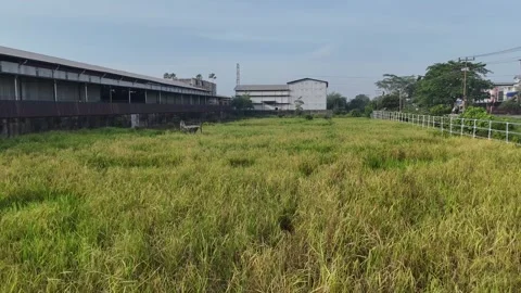 Aerial View of Rice Fields and Industrial Warehouses Video stock 347375422