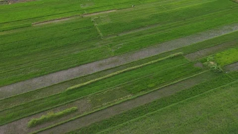 Aerial View of rice fields in the area of ​​Mount Merapi,Yogyakarta Stock Footage 233782927
