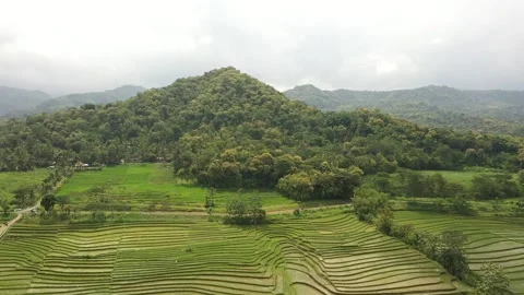 Aerial View of rice fields in the area of ​​Mount Merapi,Yogyakarta Stock Footage 234181760