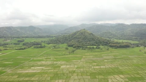 Aerial View of rice fields in the area of ​​Mount Merapi,Yogyakarta Stock Footage 234181823