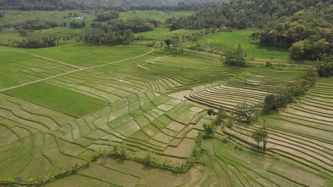 Aerial View of rice fields in the area of ​​Mount Merapi,Yogyakarta Stock Footage 234181826