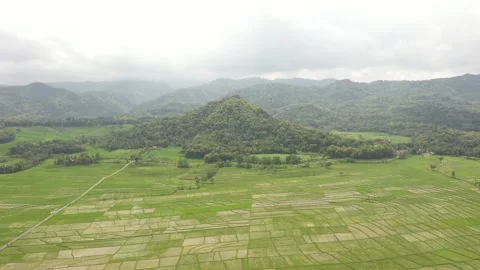 Aerial View of rice fields in the area of ​​Mount Merapi,Yogyakarta Stock Footage 234181906