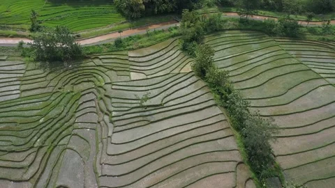 Aerial View of rice fields in the area of ​​Mount Merapi,Yogyakarta Stock Footage 235642427