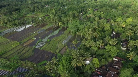 Aerial View of rice fields in the area of ​​Mount Merapi,Yogyakarta Stock Footage 235649512