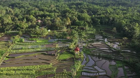 Aerial View of rice fields in the area of ​​Mount Merapi,Yogyakarta Stock Footage 235649661