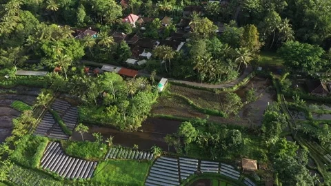 Aerial View of rice fields in the area of ​​Mount Merapi,Yogyakarta Stock Footage 235649733