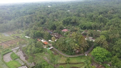 Aerial View of rice fields in the area of ​​Mount Merapi,Yogyakarta Stock Footage 235761842