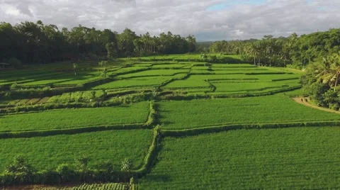 Aerial view of rice fields in Bali surrounded by jungles, camera moves forward Stock Footage 68114900