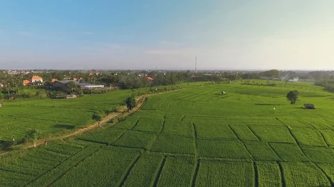 Aerial view of rice fields in Bali, fly up Stock Footage 87447335