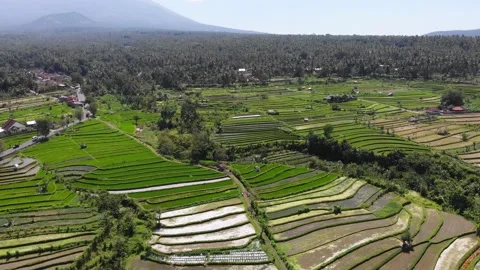 Aerial view on rice fields on Bali 스톡 동영상 150050901