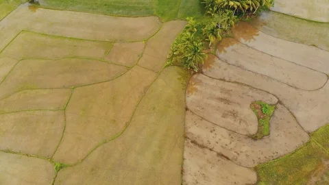 Aerial view on rice fields in Bohol, Philippines / 4K Drone Video Video stock 103606947